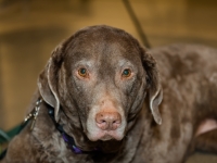 Scout from CSU pet cancer clinical trials