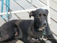 Tripawd Lab Maggie Rigoulot