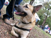 Three Legged Wounded Warrior Service Dog Colonel