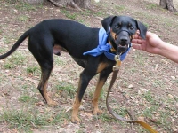 Three Legged Dog Galileo at Puppy Up Walk