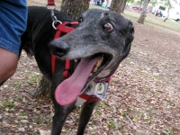 Three Legged Greyhound Cancer Survivor