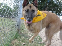 Three Legged Belgian Malinois Dog Lizzie