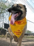 Three Legged Belgian Malinois Lizzie