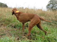 AKC Master Hunting Tripawd Viszla Bart