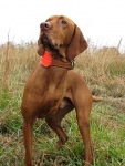 AKC Master Hunting Tripawd Viszla Bart