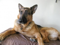 Three Legged GSD Austin Ray