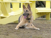 Three Legged GSD Codie Rae