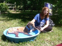 Three Legged Senior Greyhound in Pool