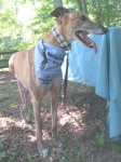 Three Legged Greyhound with Tripawds Bandana