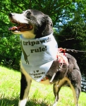 Three Legged Dog with Tripawds Bandana