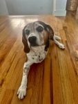 LeBeau the Beagle Tripawd