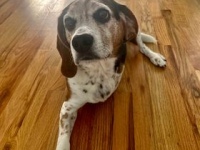LeBeau the Beagle Tripawd
