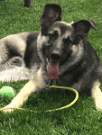 Tripawd German Shepherd