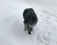Aspen Tripawd