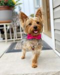 Three-legged Yorkie Barry