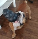 Bender the Myxosarcoma Bulldog