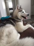 Billy three legged husky