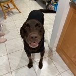 Bo the Chocolate Lab Recovers from Amputation Surgery