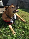 Bonz the Blind Tripawd