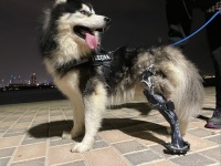 Boris the Husky Tripawd with Prosthetic Leg