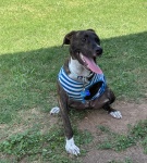 Bowie Superhero Tripawd