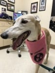 Bowie the Tripawd Greyhound