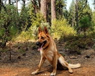 Tripawd Chevy and Aspen Ladd Duo