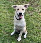 Tripawd Chloe Needs FHO surgery