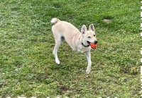 Tripawd Chloe Needs FHO surgery