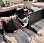 Tripawd Dog Colt Dietrich