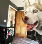 Freyja Husky Tripawd Dog