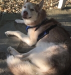 Freyja Husky Tripawd Dog