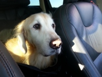 HenryRoadTrip3w