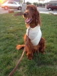 Irish setter Tripawd