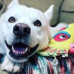 adoptable Tripawd Husky Lotus