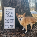 do 3-legged dogs and cats cost more