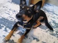 Juni's Tripawd Tuesday Ambassador Story