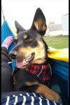 Juni's Tripawds Ambassador Story