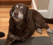 Lady the Tripawd Lab