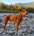 Lego the Senior Amputee Dog