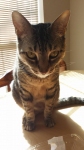 LittleMan