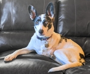 Blind 3-Legged Dog Luna