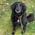 Lyah After water mold infection (lagendium) amputation