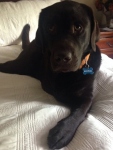Marshal the Chocolate Lab