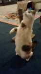 Meercat Smore