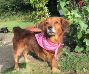 Tripawd Meg