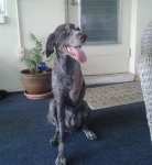 Wirehaired Pointer Millie