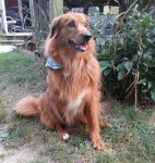 Murphy