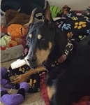 Tripawd, Doberman, three-legged