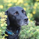 Edinburg Tripawd Radar